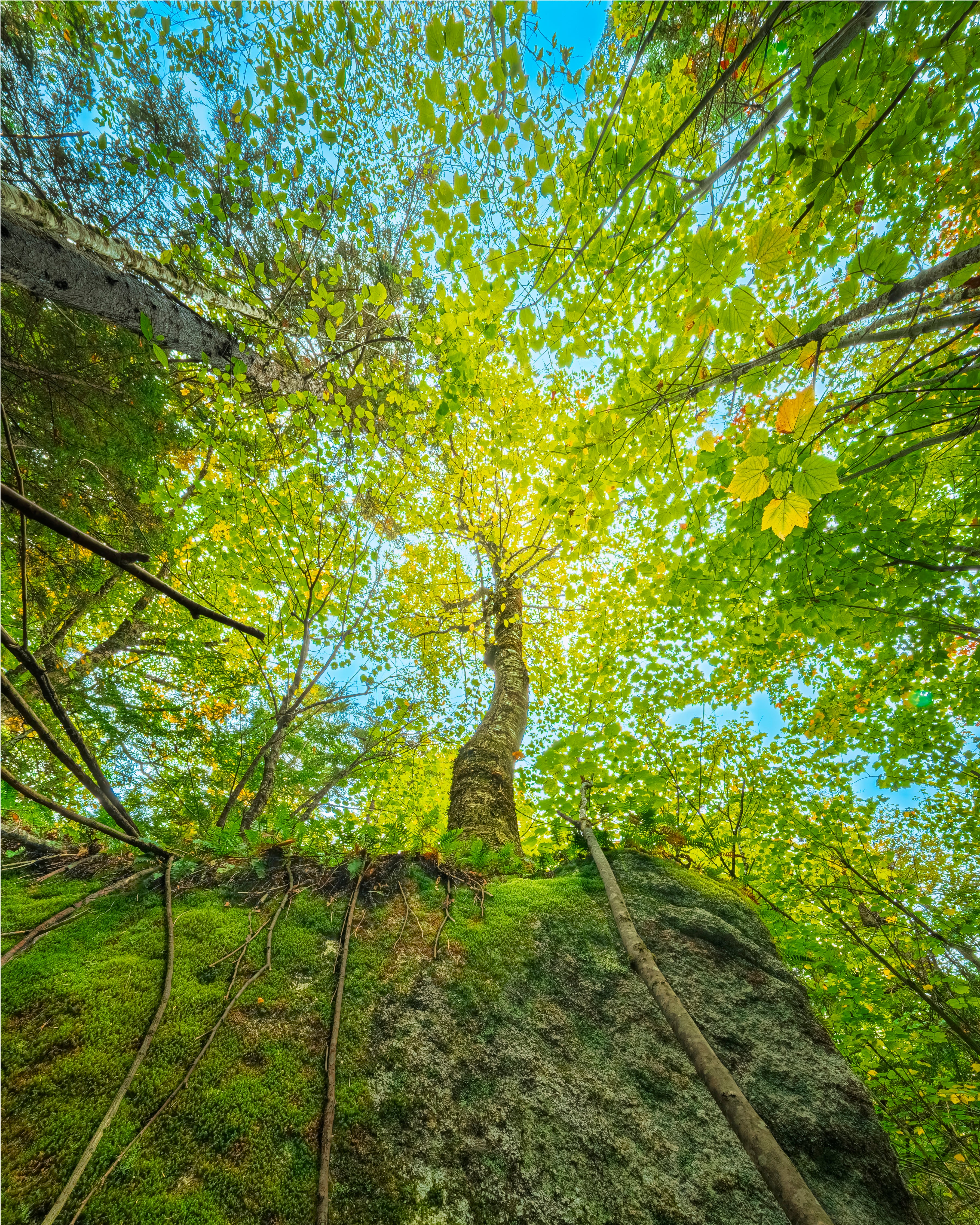 Where the Birch Took Hold