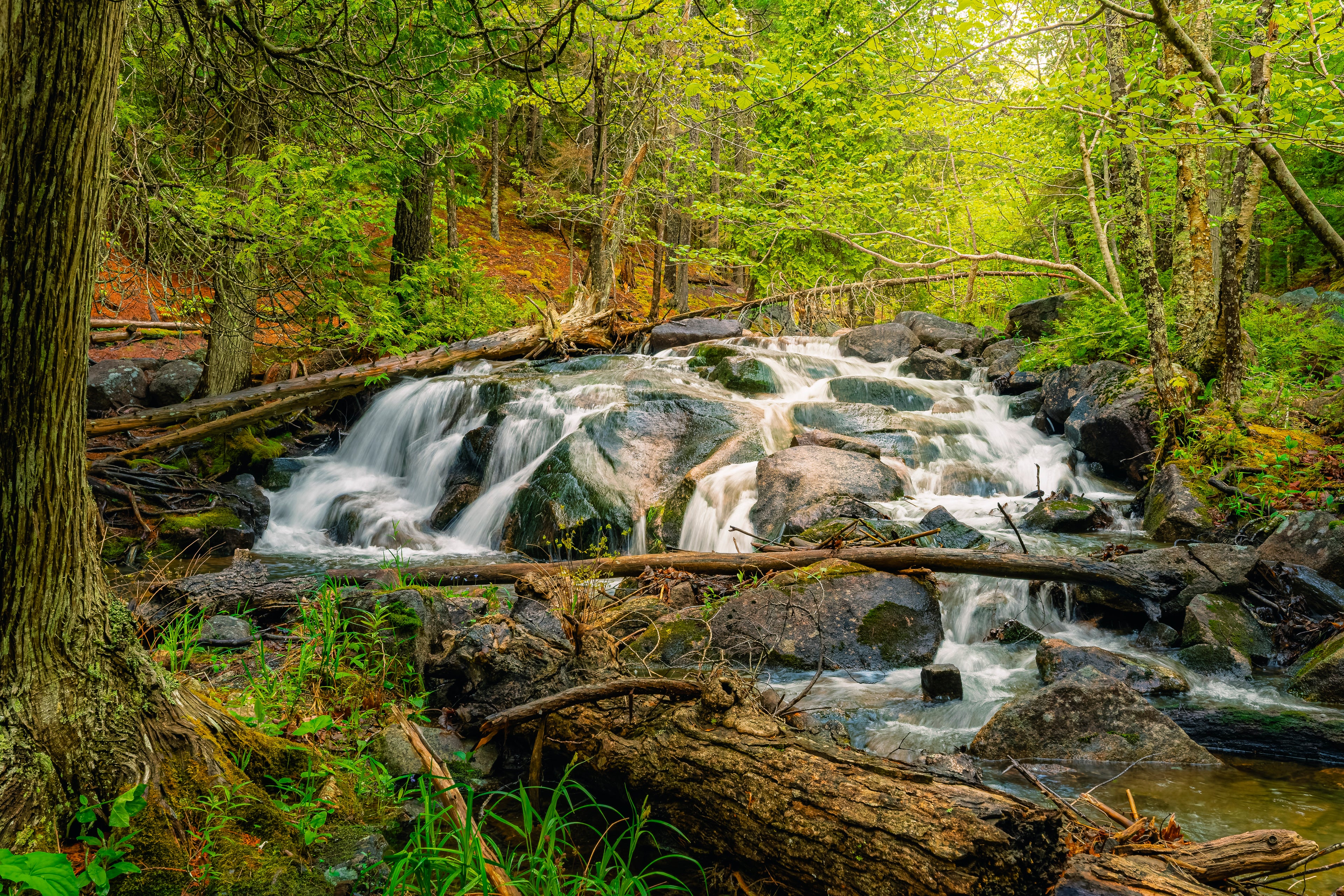 The Forest, Uncontained