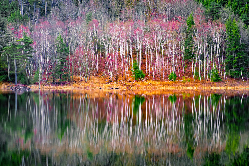 Wild Spring, Mount Desert Island