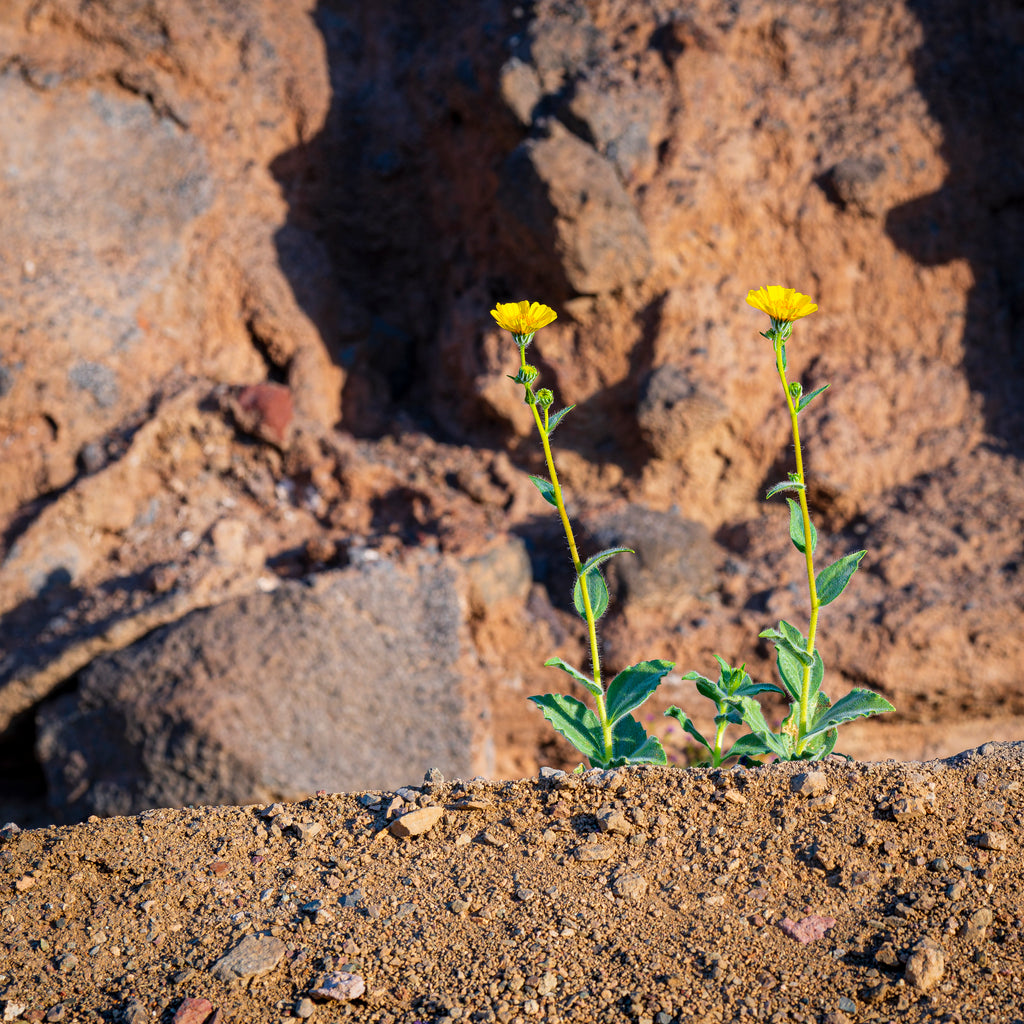 The Tale of Two Flowers