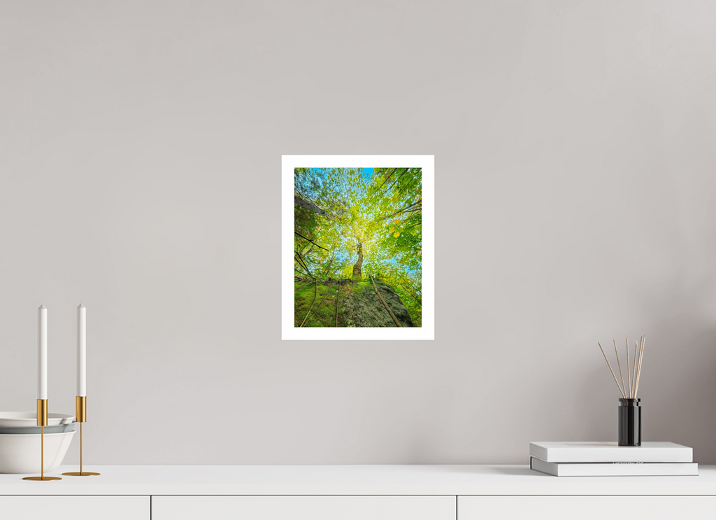 8 x 10″, HMPHOTRAGBARYTASUPERRES080BORDER Erratic Birch